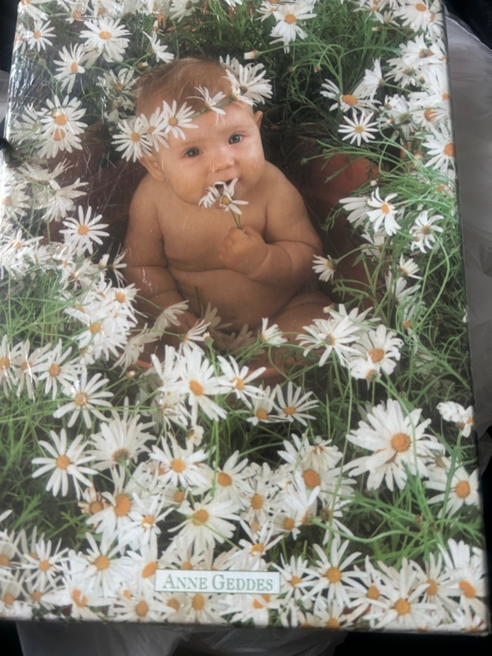 Anne Geddes Baby in Daisies Wall Art - White & Green